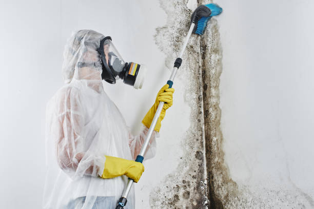 Best Mold Remediation for Specific Building Types in Jesup, GA