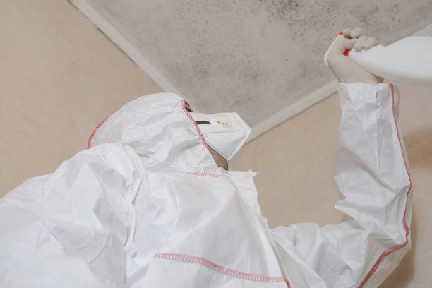 Professional Mold Remediation in Jesup, GA