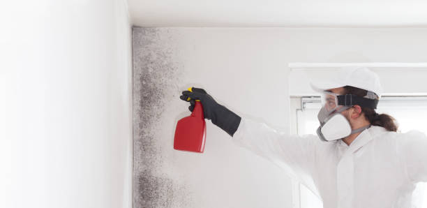 Best Residential Mold Remediation in Jesup, GA