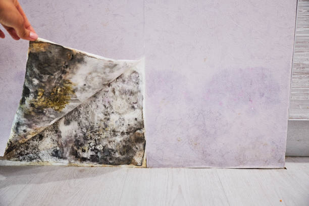 Best Health and Safety Mold Remediation in Jesup, GA